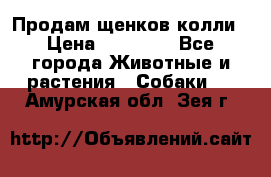 Продам щенков колли › Цена ­ 15 000 - Все города Животные и растения » Собаки   . Амурская обл.,Зея г.